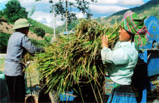 Thu hoạch lúa xuân ở vùng cao Trạm Tấu.