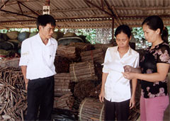 Thu mua quế vỏ ở huyện Văn Yên.
