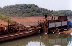 Khai thác gỗ rừng trồng trên đảo hồ Thác Bà.
(Ảnh: Quang Thiều)

