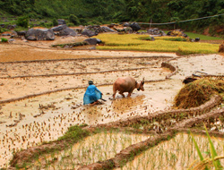 Có 2 ha lúa bị vùi lấp và ngập trong nước.