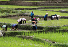 Nông dân xã Trạm Tấu gieo cấy lúa mùa.