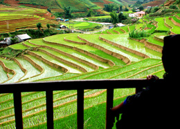 Lúa mùa ở xã Chế Cu Nha, huyện Mù Cang Chải đã bén rễ xanh tốt.