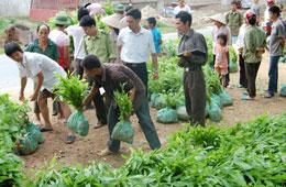 Cán bộ Ban quản lý dự án 661 huyện Văn Chấn giao cây giống cho nhân dân xã Sơn Thịnh.