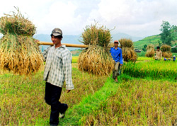 Lúa giống mới đưa gieo cấy trong vụ chiêm, ở Gia Hội năng suất cao hơn lúa mùa và đã giải quyết tốt tình trạng thiếu lương thực triền miên trước đây của xã.

