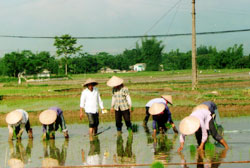 Nông dân thị xã Nghĩa Lộ cấy lúa mùa đảm bảo đúng hướng dẫn kỹ thuật để sử dụng phân viên nén dúi sâu.
Ảnh: Hải Anh