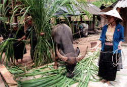 Một số hộ dân ở xã Khao Mang đã biết trồng cỏ làm thức ăn cho gia súc.

