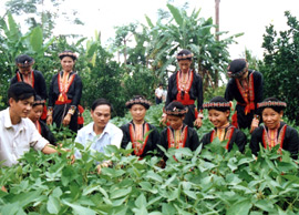 Cán bộ ngành nông nghiệp huyện Lục Yên trao đổi kinh nghiệm phát triển cây đỗ tương với bà con các xã vùng cao.

