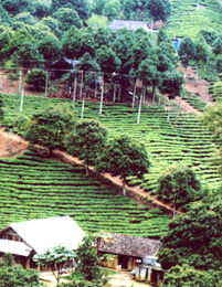 Những trang trại trồng chè xen quế và nhãn của nông dân thôn Đèo Ách, xã Cát Thịnh, Văn Chấn.