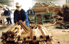 Xưởng chế biến ván ghép thanh từ nguyên liệu gỗ rừng trồng của công ty TNHH Thành Đạt (Cụm Công nghiệp tập trung Đầm Hồng - TP Yên Bái)
