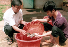 Cán bộ Trại cá giống Đông Lý kiểm tra chất lượng cá giống trước khi xuất bán.