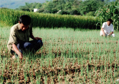 Nông dân thị trấn nông trường Liên Sơn (huyện Văn Chấn) chuyển đổi ruộng trồng lúa kém hiệu quả sang trồng rau màu để tăng giá trị kinh tế trên một đơn vị diện tích canh tác.
