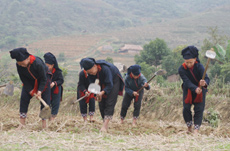 Đồng bào dân tộc Dao xã Nậm Lành làm đất trồng đậu tương thu đông.