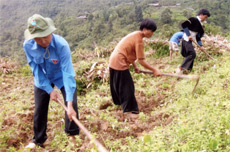 Đoàn viên thanh niên huyện Trạm Tấu giúp bà con làm đất trồng ngô.