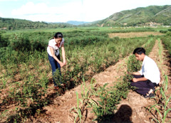 Cán bộ khuyến nông kiểm tra chè Bát Tiên trồng năm thứ nhất tại xã Yên Hợp (Văn Yên).

