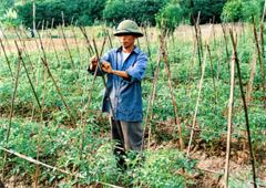 Nông dân xã Sơn Thịnh (Văn Chấn) trồng cà chua vụ đông trên đất 2 vụ lúa đã làm tăng giá trị kinh tế  trên một đơn vị diện tích canh tác.
(Ảnh: S.N)