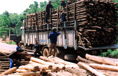 Nông dân xã Đại Đồng (huyện Yên Bình) khai thác và tiêu thụ gỗ rừng trồng. (Ảnh: H.N)