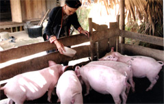 Gia đình chị Trương Thị Sinh, thôn 2 xã Yên Thành (Yên Bình) đầu tư chăn nuôi lợn cho thu nhập khá. (Ảnh: Quỳnh Nga)