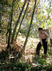 Gia đình anh Sổng A Thào ở thôn Đồng Ruộng xã Kiên Thành (Trấn Yên) thoát nghèo nhờ trồng quế và măng tre Bát Độ. (Ảnh: Sùng Đức Hồng)

