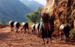 Chiều về bản.
(Ảnh: Hoàng Đô)
