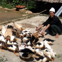 Phát triển chăn nuôi gia cầm đem lại thu nhập cao cho các hộ nông dân xã Bạch Hà (Yên Bình). (Ảnh: Quỳnh Nga)
