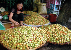 Quả sơn tra được mang về bày bán tại chợ Yên Bái với giá 15.000 đến 20.000 đồng/kg tại thời điểm giữa vụ..
