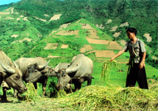 Nhiều hộ nghèo ở Trạm Tấu được vay vốn hỗ trợ phát triển chăn nuôi đàn gia súc. (Ảnh: T.A)
