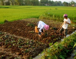 Trồng rau màu trên cánh đồng Mường Lò.