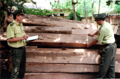 Lực lượng kiểm lâm cơ động kiểm tra gỗ tịch thu tại Ngòi Thia, xã Yên Hợp (Văn Yên) ngày 24/8/2009.
