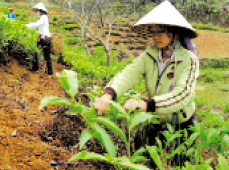 Nông dân xã Gia Hội (Văn Chấn) thu hái chè.

