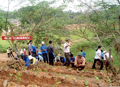 Thanh niên tình nguyện giúp nhân dân trồng chè chất lượng cao ở xã Bảo Hưng (Trấn Yên). (Ảnh: Quang Thiều)
