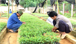 Bạch đàn mô là một trong những loại giống cây chủ yếu trồng mới trong vụ thu năm nay. (Ảnh: T.P)