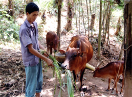 Nhờ thực hiện tốt kỹ thuật chăn nuôi bò cái sinh sản nên bò nhà anh Nguyễn Văn Ao, thôn 7 xã Hòa Cuông (Trấn Yên) phát triển tốt đã sinh được 3 bê con.
