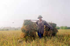 Nông dân xã Nga Quán (Trấn Yên) thu hoạch lúa mùa.
