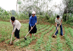 Bà con nông dân xã Liễu Đô chăm sóc lạc.
(Ảnh: Văn Tuấn)