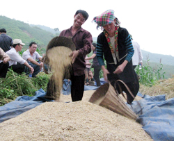 Yên Bái đang tích cực triển khai Nghị quyết 30a. (Trong ảnh: Nông dân thu hoạch lúa mùa tại Làng Mảnh, xã Tà Xi Láng, huyện Trạm Tấu)