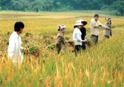 Nông dân xã Yên Phú thu hoạch lúa mùa.

