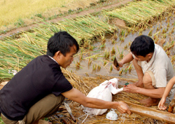 Năm 2009, Mù Cang Chải đề ra mục tiêu tạo việc làm cho 800 lao động.