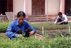 Công nhân Lâm trường Thác Bà tuyển chọn cây giống cung ứng cho các đội trồng rừng.