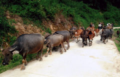 Phát triển chăn nuôi trâu bò ở xã Hát Lừu.