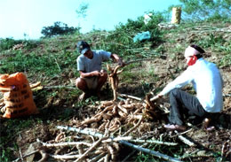 Nông dân xã Đông Cuông (Văn Yên) thu hoạch sắn.