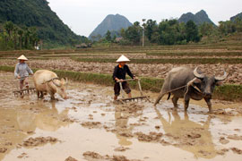 Nông dân xã Minh Tiến (Lục Yên) làm đất chuẩn bị trồng màu vụ đông xuân 2009. (Ảnh: Quang Tuấn)