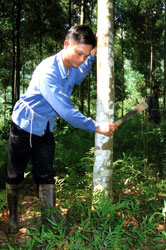 Anh Hoàng Văn Tiên chăm sóc đồi quế của gia đình.