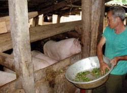 Ông Sùng A Lu ở bản Thái xã Khao Mang (Mù Cang Chải) nhờ tích cực chăn nuôi, mỗi năm gia đình đã thu nhập hàng chục triệu đồng.
