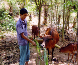 Nhiều hộ dân ở xã Hòa Cuông đã tích cực phát triển mô hình chăn nuôi bò sinh sản.
