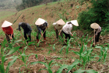 Nông dân xã Tân Phượng (huyện Lục Yên) trồng ngô trên đất dốc.
