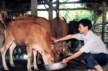 Nhân dân xã Khánh Thiện (Lục Yên) chăn nuôi bò theo phương pháp bán công nghiệp.