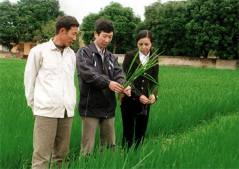 Cán bộ Phòng Nông nghiệp huyện Văn Chấn kiểm tra diện tích trồng lúa chất lượng cao tại tổ 3B, thị trấn Nông trường Nghĩa Lộ. (Ảnh: Đức Toàn)
