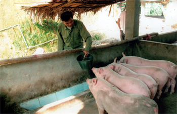 Cựu chiến binh Lê Ngọc Châu ở xã Minh Quân (Trấn Yên) nuôi lợn theo phương pháp bán công nghiệp.
