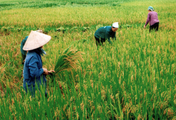 Thu hoạch lúa chiêm xuân ở xã Vĩnh Kiên  (Yên Bình) .