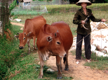 Nhiều gia đình hội viên phụ nữ xã Mông Sơn phát triển chăn nuôi bò cho thu nhập ổn định.